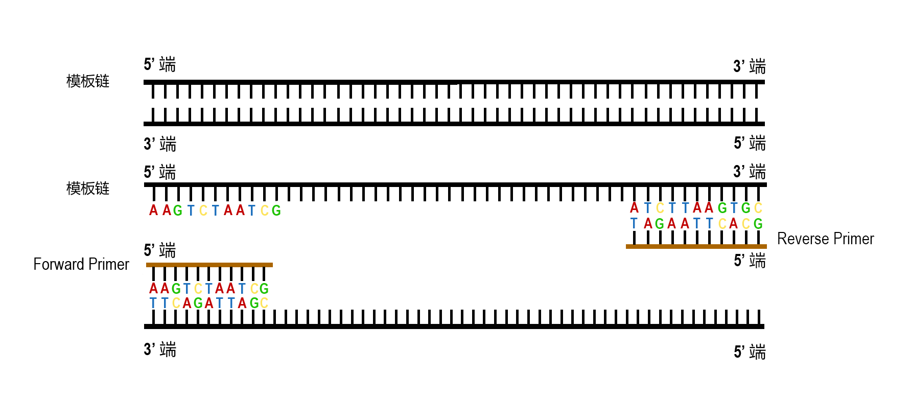 PCR聚合酶链式反应(Polymerase Chain Reaction,PCR)PCR