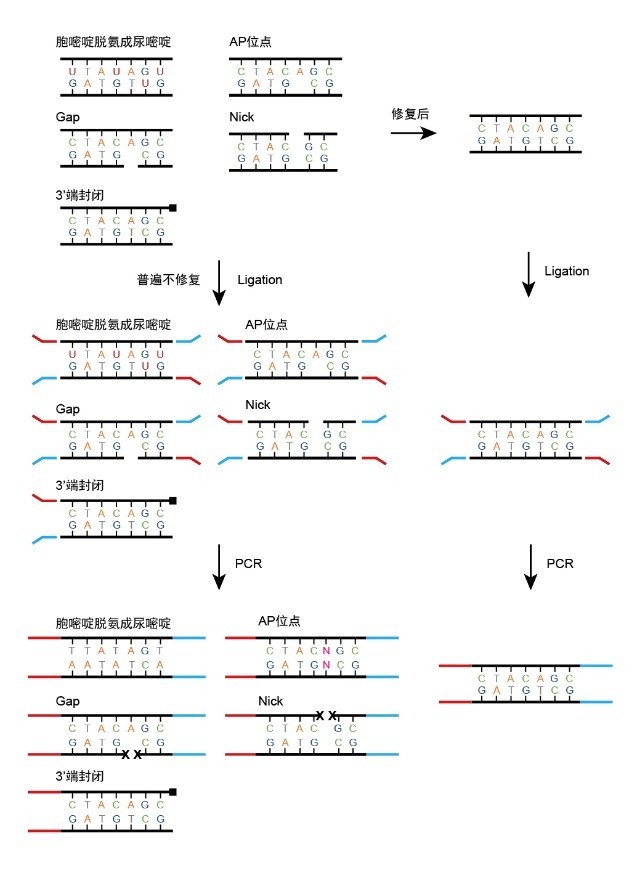 VAHTS Universal Pro DNA Library Prep Kit For MGI_机械法DNA建库试剂盒_产品中心_南京诺唯赞 ...