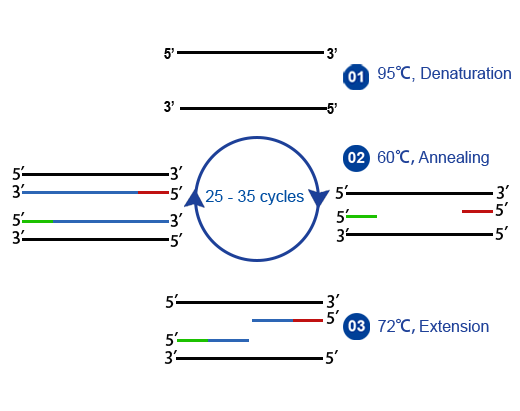 PCR聚合酶链式反应(Polymerase Chain Reaction,PCR)PCR