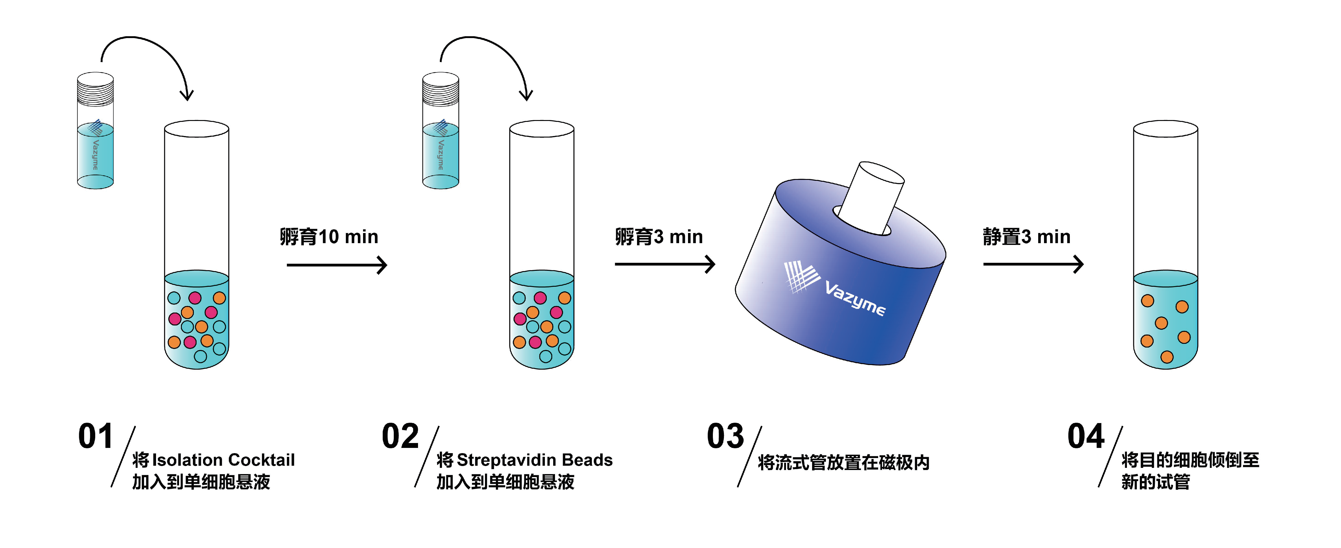 Mouse Pan B Cell Isolation Kit