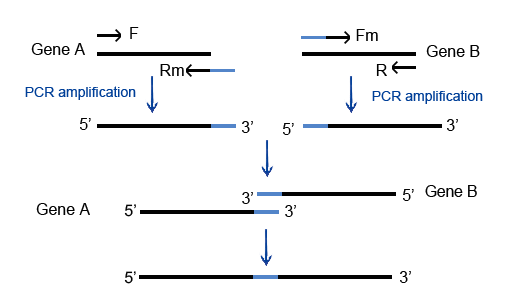 PCR聚合酶链式反应(Polymerase Chain Reaction,PCR)PCR