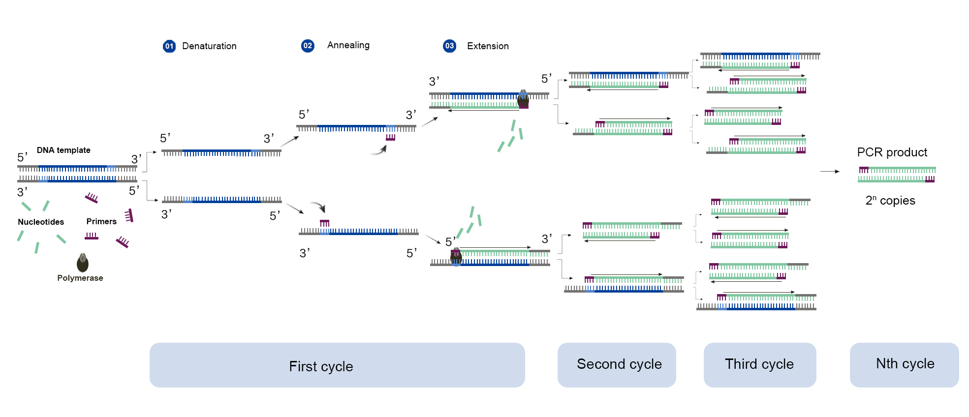 PCR-南京诺唯赞生物科技股份有限公司