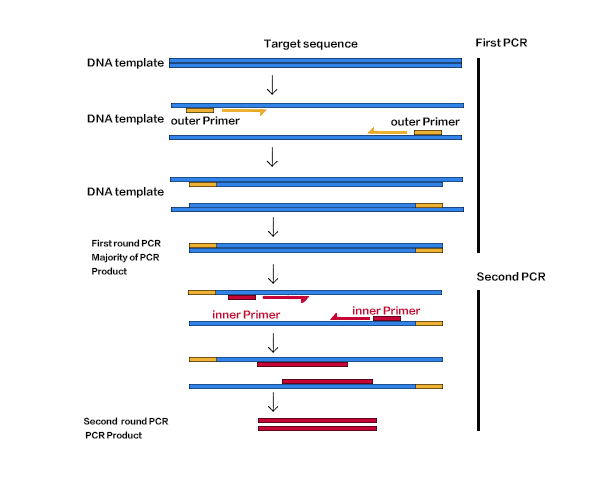 PCR聚合酶链式反应(Polymerase Chain Reaction,PCR)PCR