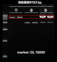 PCR聚合酶链式反应(Polymerase Chain Reaction,PCR)PCR