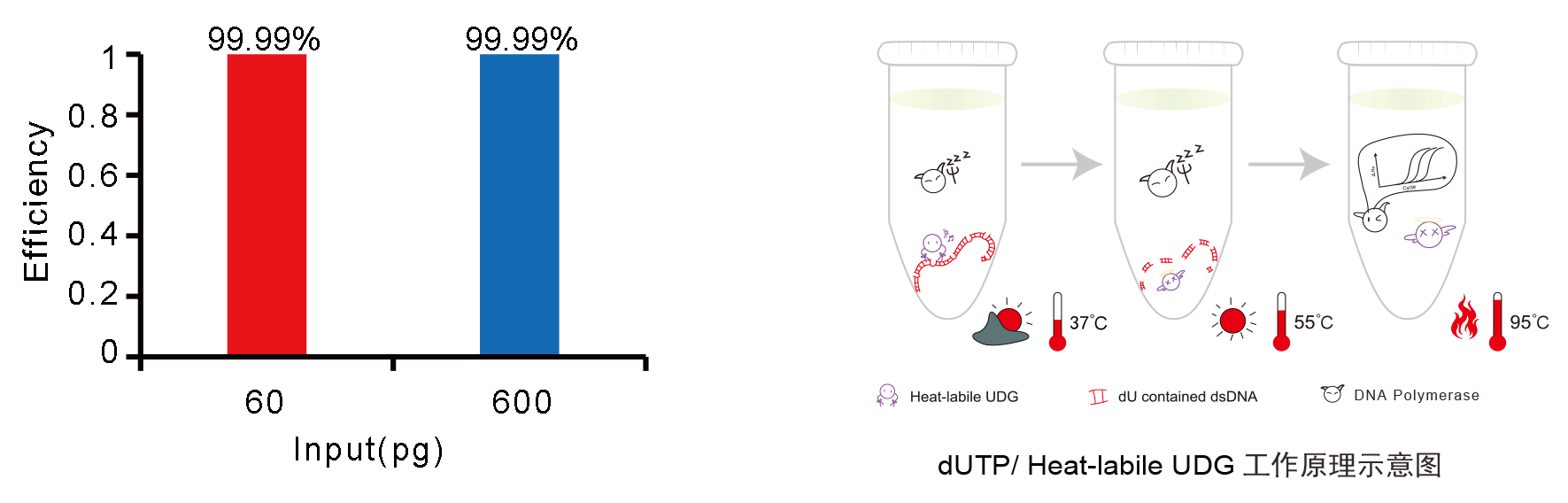 SupRealQ Ultra Hunter SYBR qPCR Master Mix(U+)