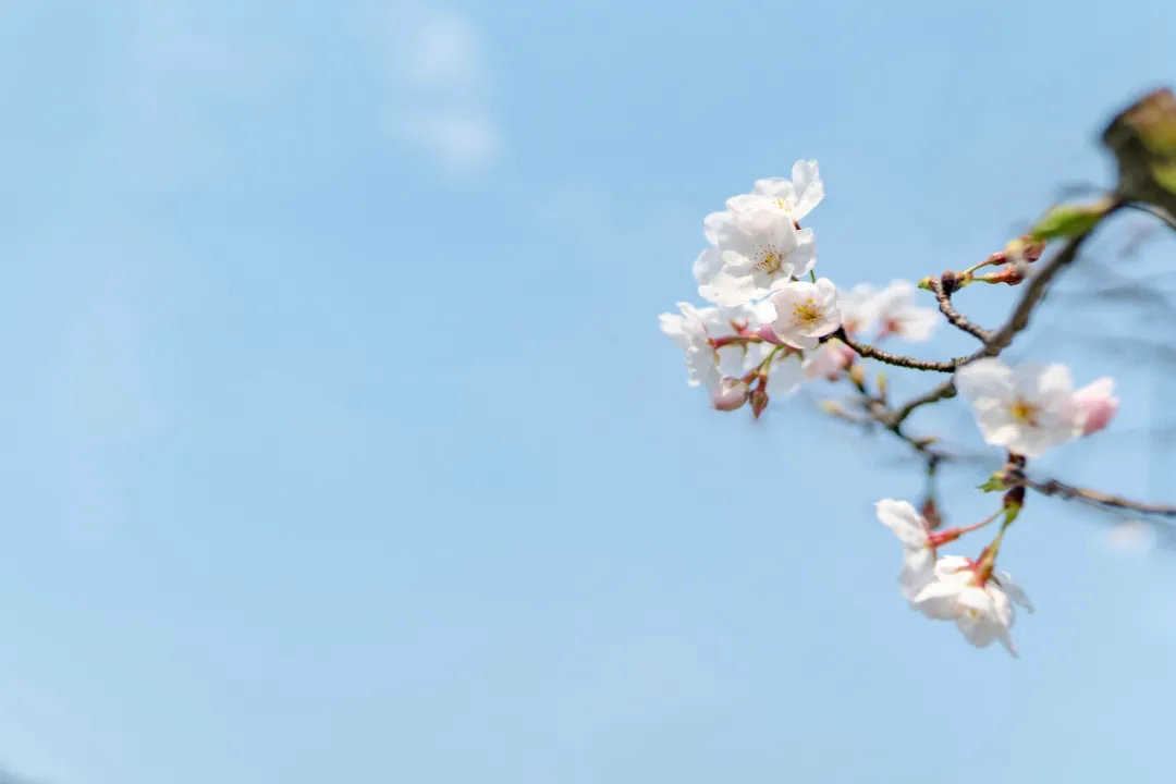 cherry-blossom-rain-8.jpg