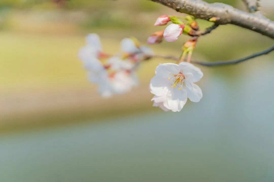 cherry-blossom-rain-9.jpg