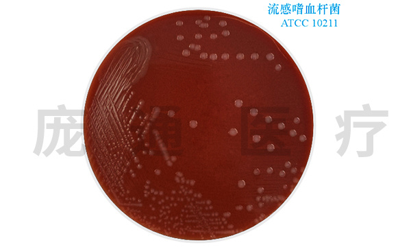 嗜血杆菌巧克力琼脂选择培养基(HIN)