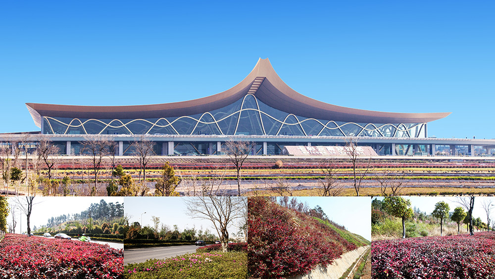 机场高速路沿线绿化综合整治工程项目