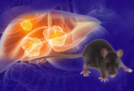 beat365研发︱乳酸菌对酒精性肝炎小鼠导致的氧化压力和炎症之影响
