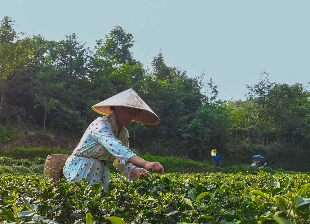 圖片名稱(chēng)