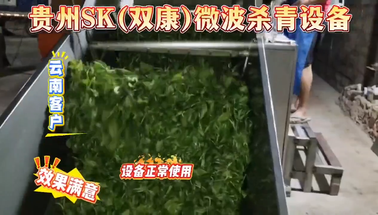 云南客戶現(xiàn)場使用微波殺青實拍