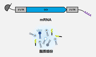 载体设计 载体设计