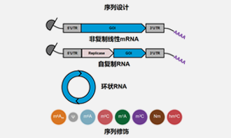 Plasmid Preparation Plasmid Preparation