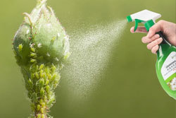 Insecticide Spray