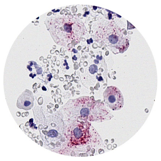 PhenoVision Bio