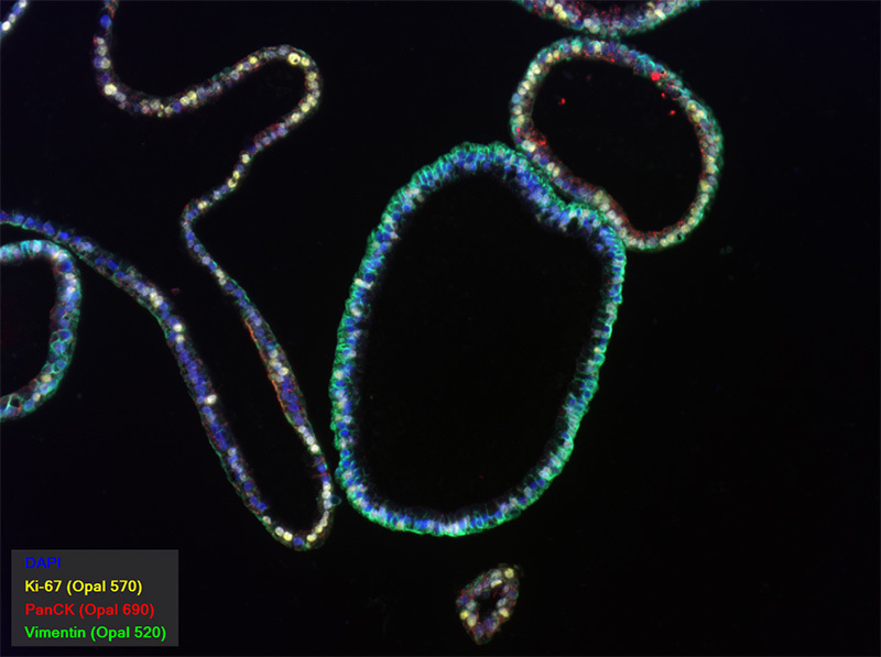 PhenoVision Bio