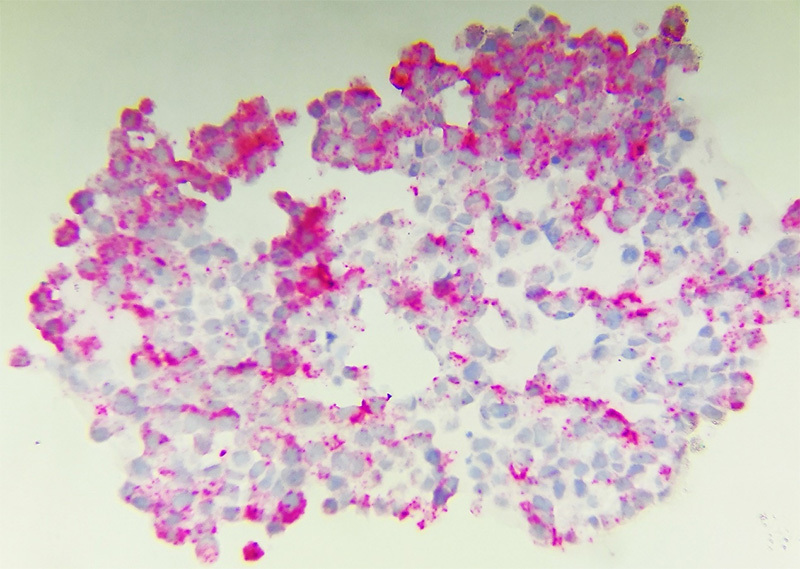 PhenoVision Bio
