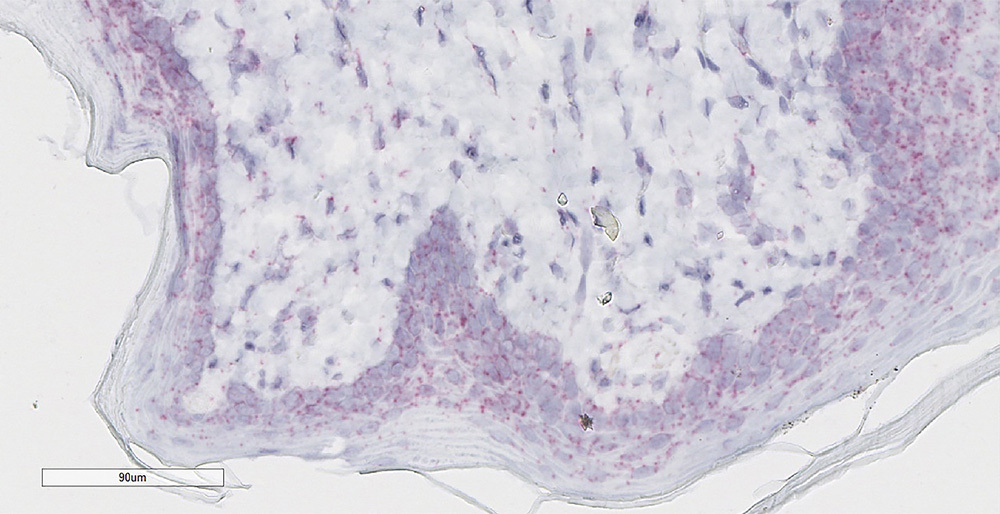 PhenoVision Bio