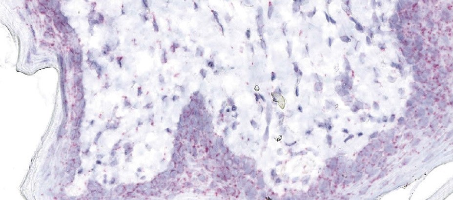 PhenoVision Bio