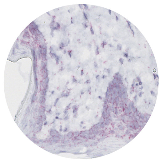 PhenoVision Bio