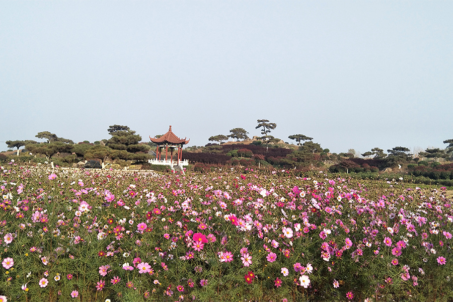 格桑花開