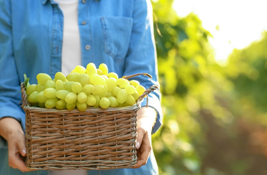 二氧化硫对鲜食葡萄的危害