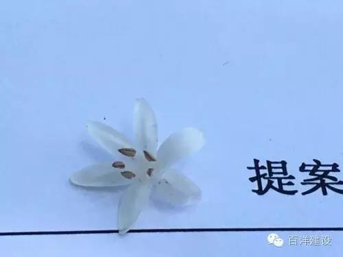 2016年百洋建設(shè)年中股東會