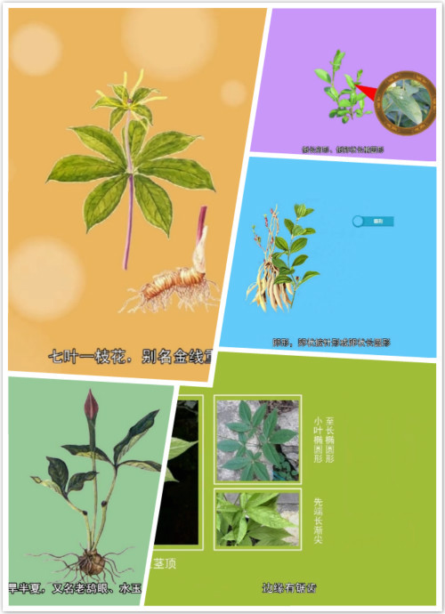 秋冬季种植中药材品种简介——根茎类（一）
