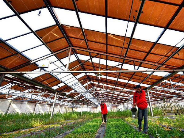 Photovoltaic greenhouse
