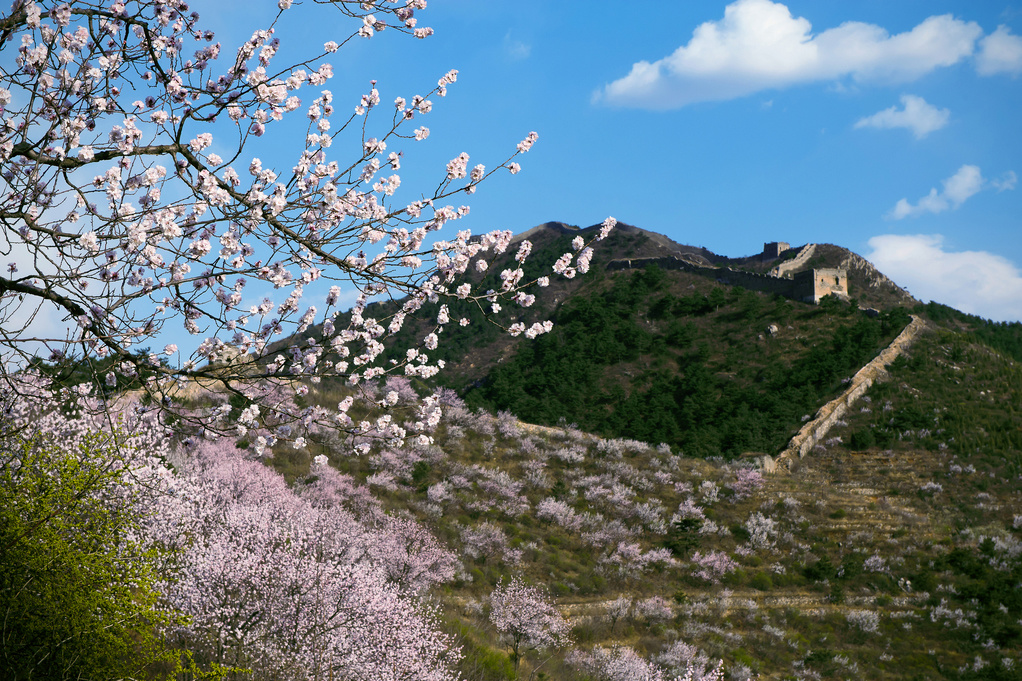 The Great Wall in spring