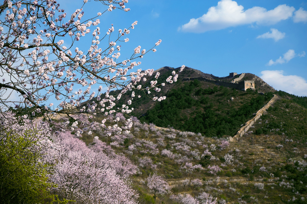 The Great Wall in spring The Great Wall in spring