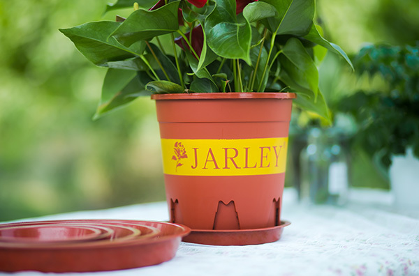 Introduce in detail the material and form of bonsai flowerpots