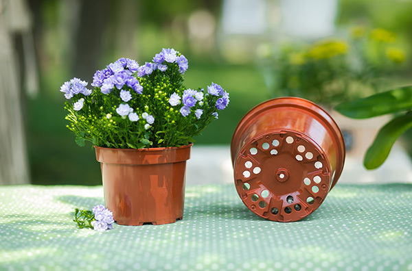 Cleaning and maintenance of flower pots