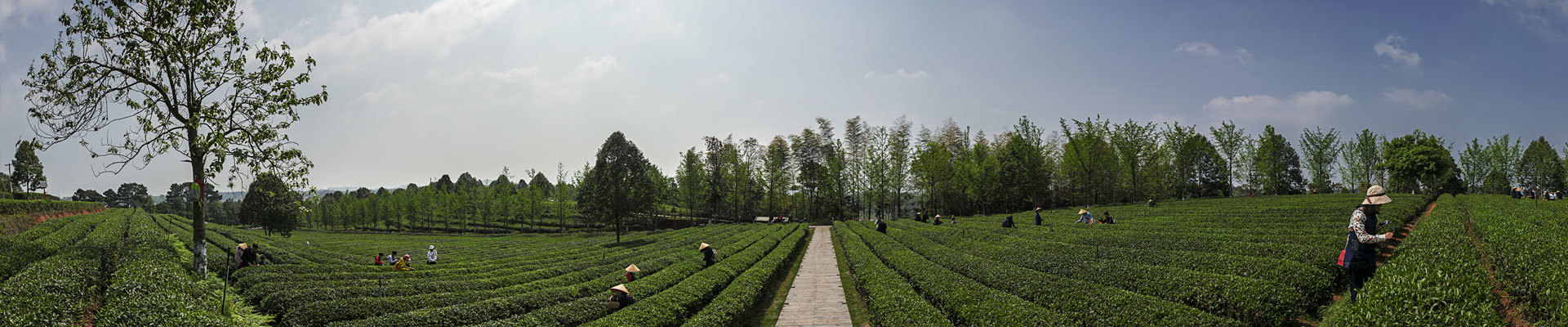 Kanai Hunan Tea Co., Ltd.