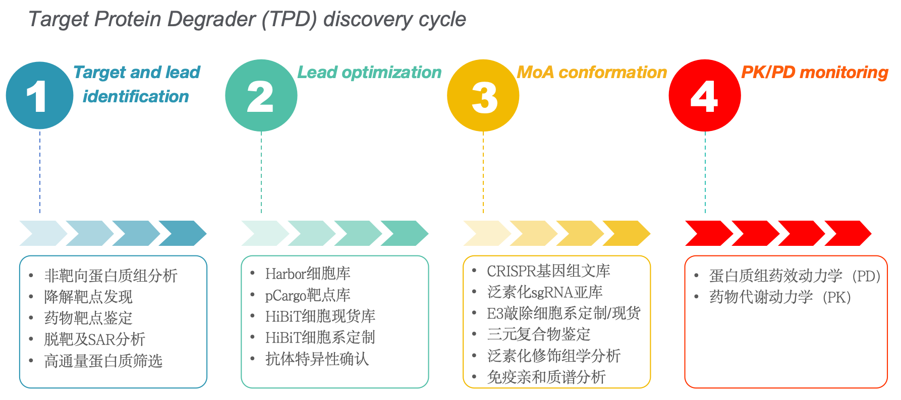 Protein Degradation Drug Development