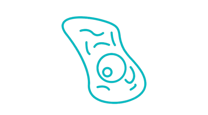 基因敲除细胞系（Cell Line）