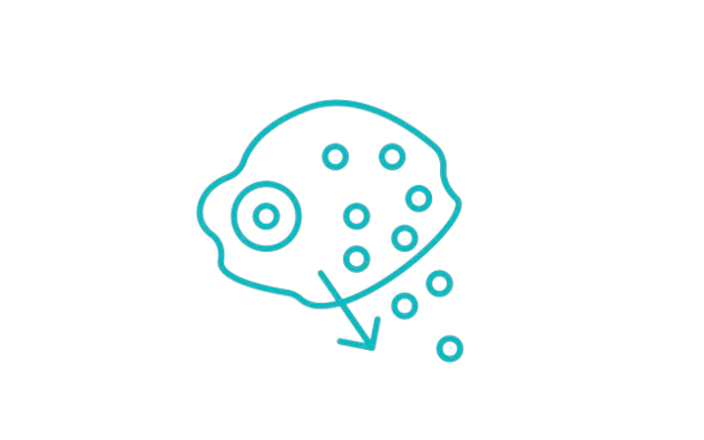 基因敲除细胞裂解液(KO Cell Lysis)