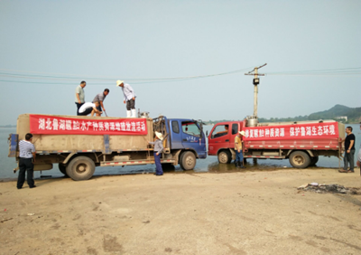 修復(fù)鱖鲌種質(zhì)資源，保護(hù)魯湖生態(tài)環(huán)境