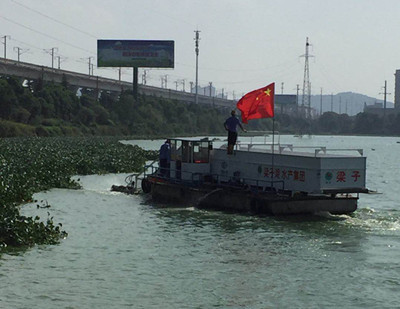  湯孫湖水葫蘆打撈