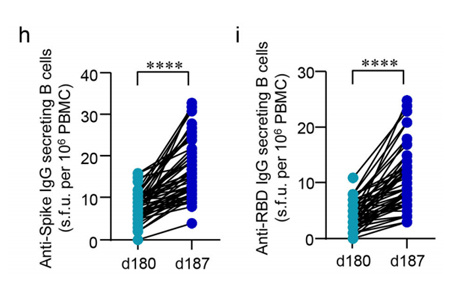加强接种第三针新冠病毒灭活疫苗可强烈诱导B细胞和T细胞免疫应答