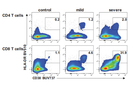 活化的CD8 + T细胞中CCR4的上调表明SARS-CoV-2感染患者的肺归巢性增强