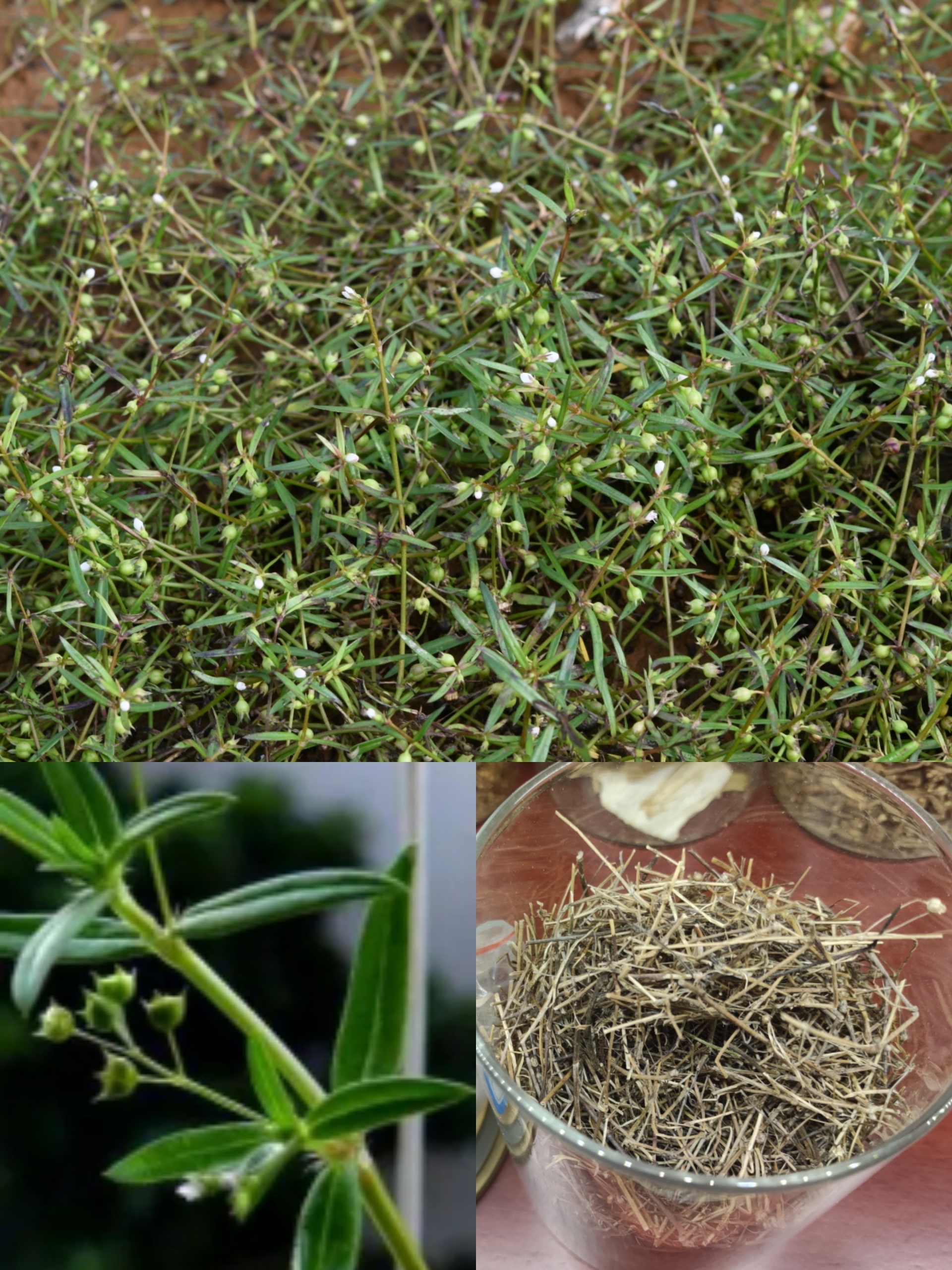 39、白花蛇舌草