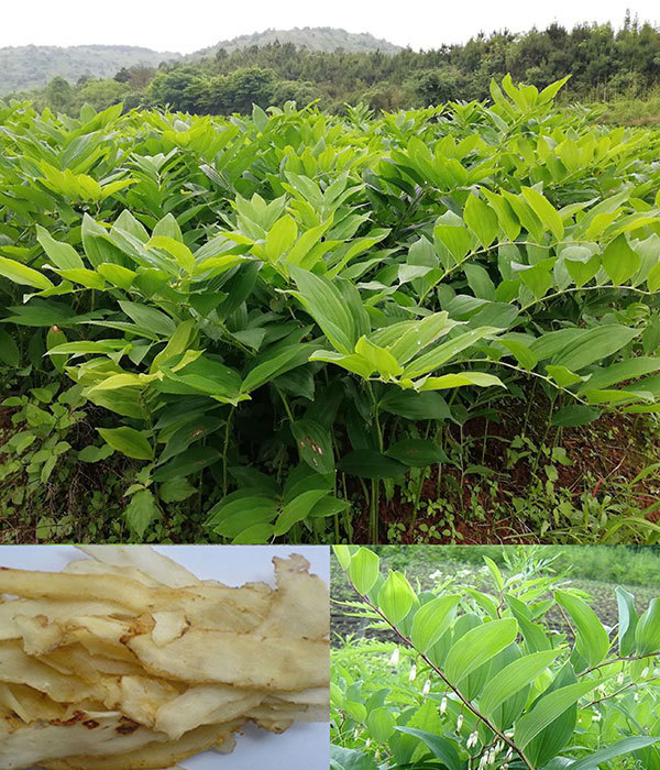 3、玉竹