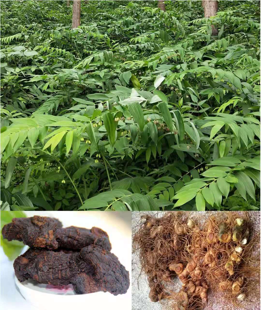 6、黃精