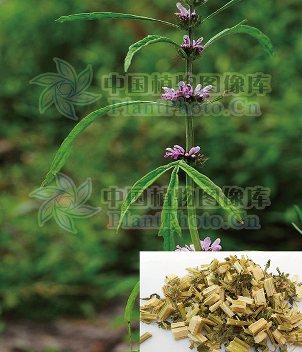 44、益母草