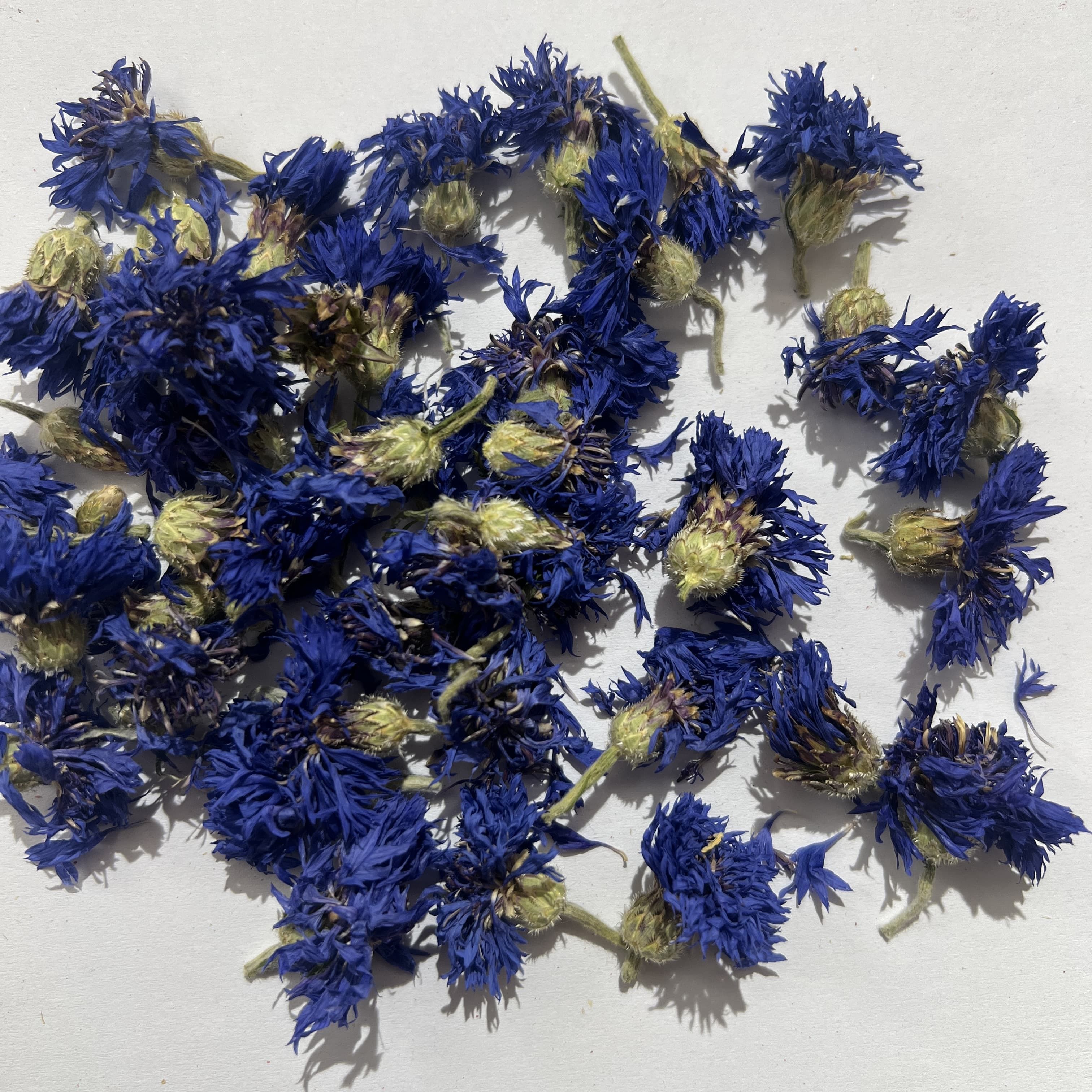 Cornflower Cornflower