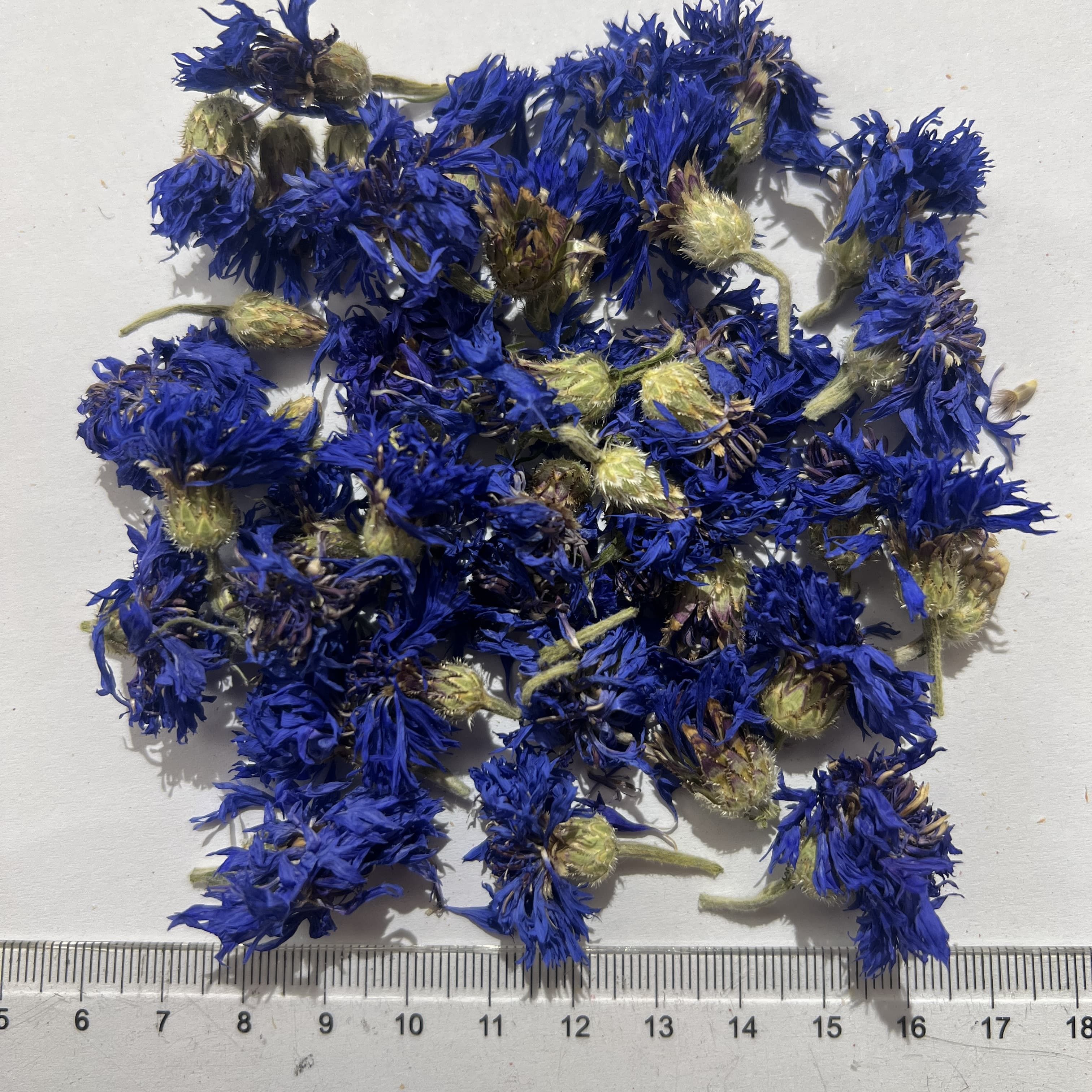 Cornflower Cornflower