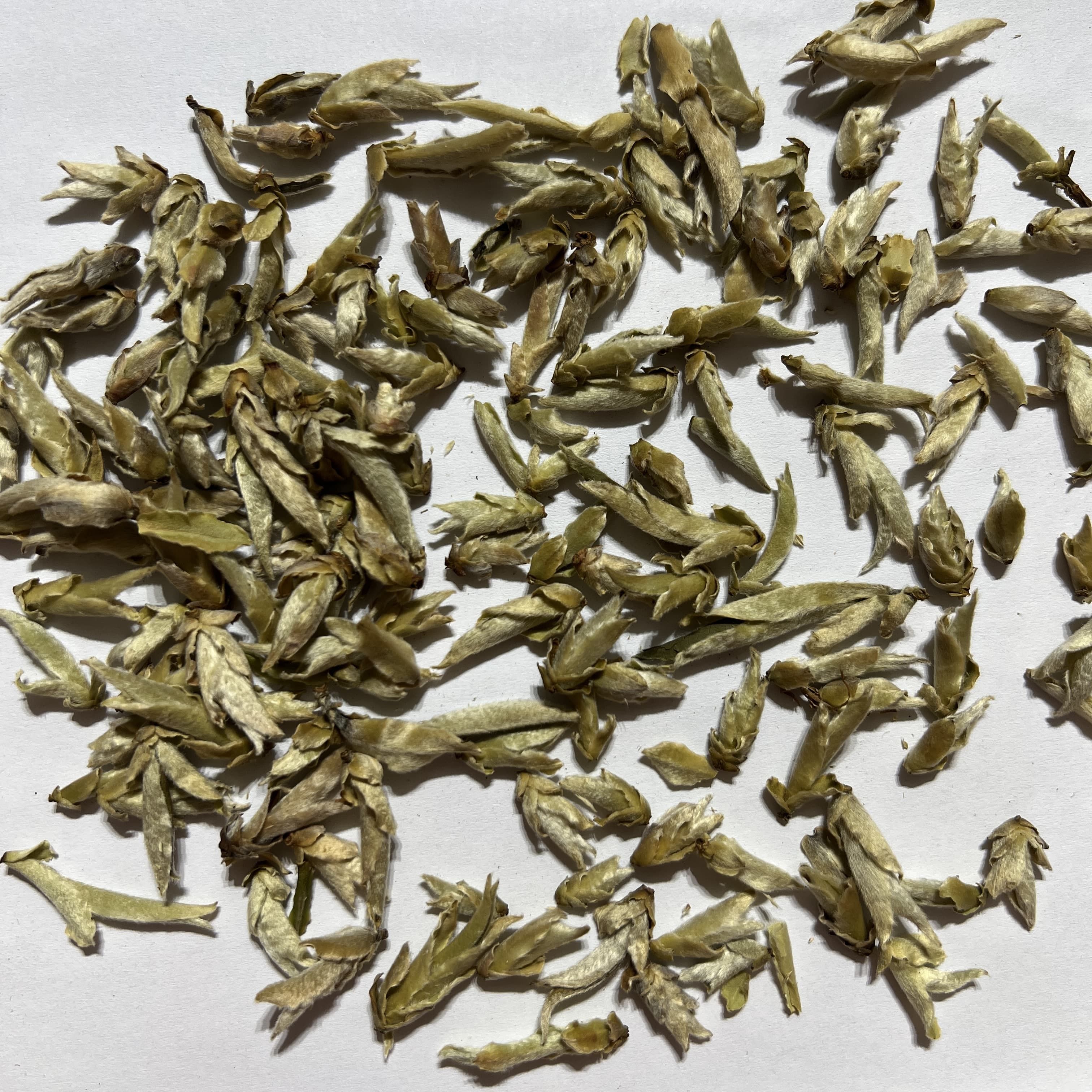 Wild Tea Buds