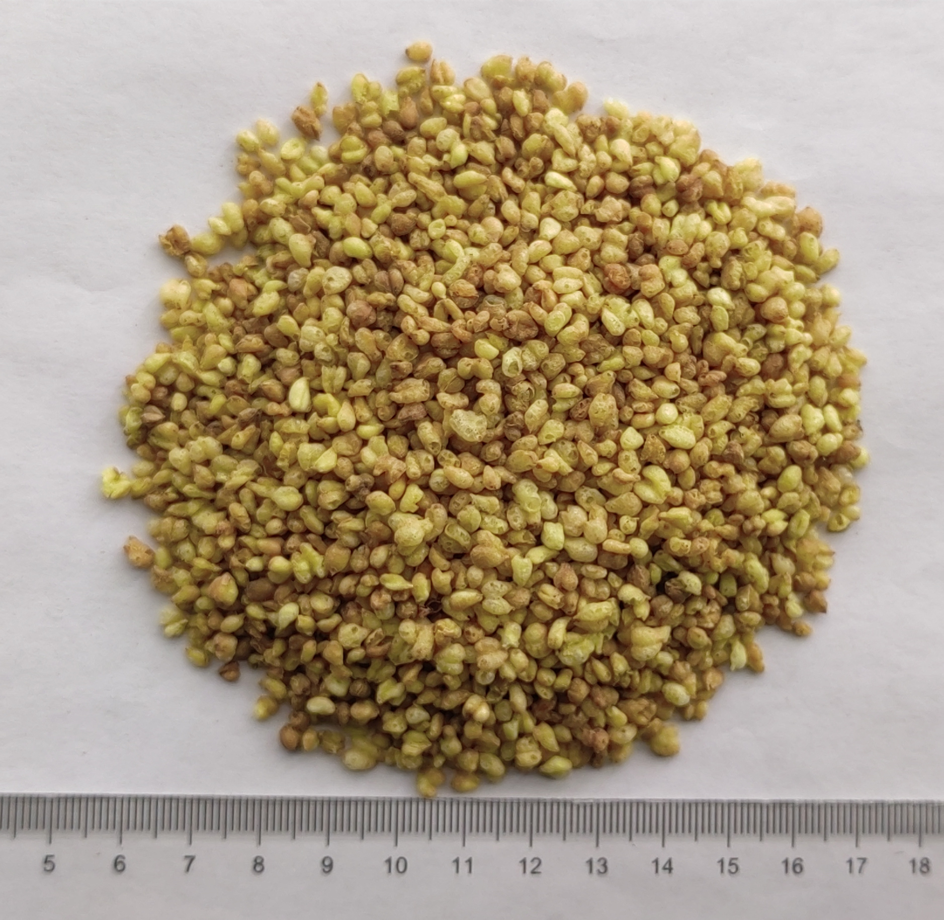 Buckwheat